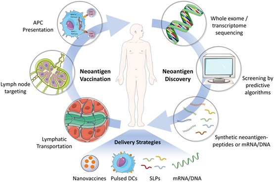 progress and challenges in tumor vaccine development 1 Cancer Vaccine Article Figure 2