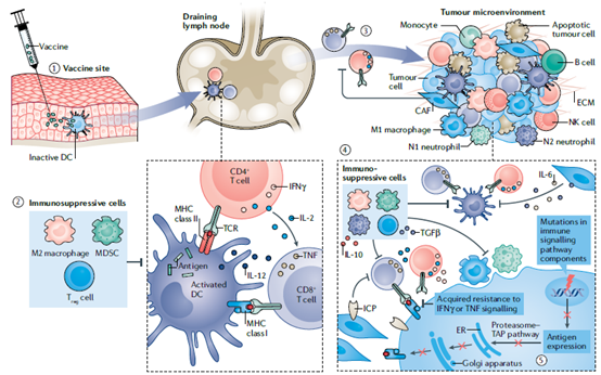 progress and challenges in tumor vaccine development 7 Cancer Vaccine Article Figure 8