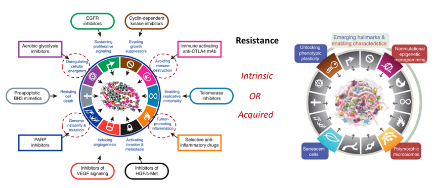 leveraging animal models to combat drug resistance in cancer therapy 1 Drug Resistant Animal Models