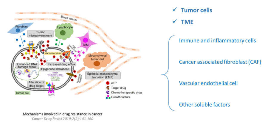 leveraging animal models to combat drug resistance in cancer therapy 2 Drug Resistant Animal Models