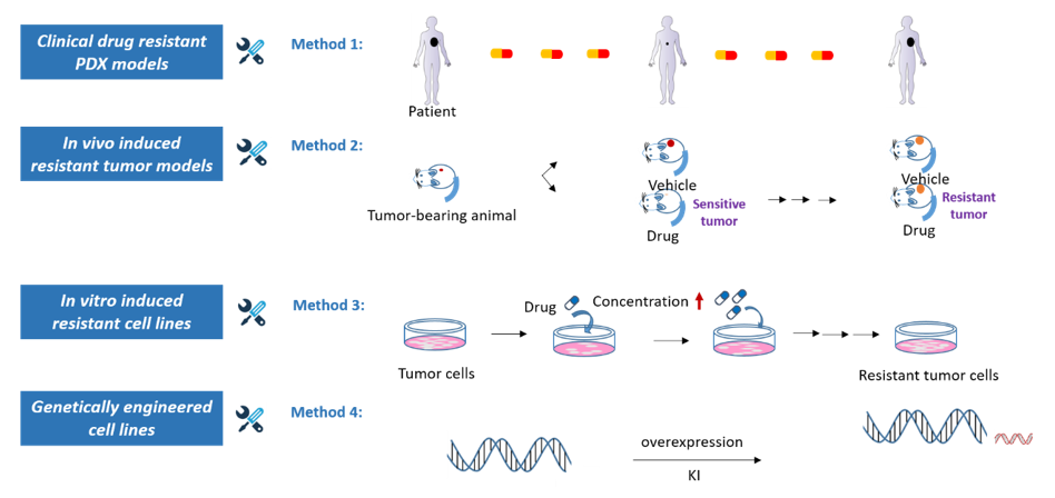leveraging animal models to combat drug resistance in cancer therapy 3 Drug Resistant Animal Models