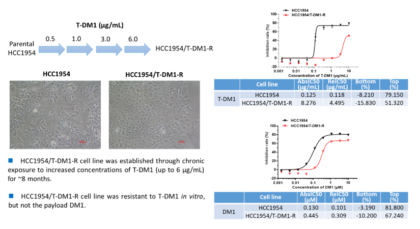 leveraging animal models to combat drug resistance in cancer therapy 6 Drug Resistant Animal Models