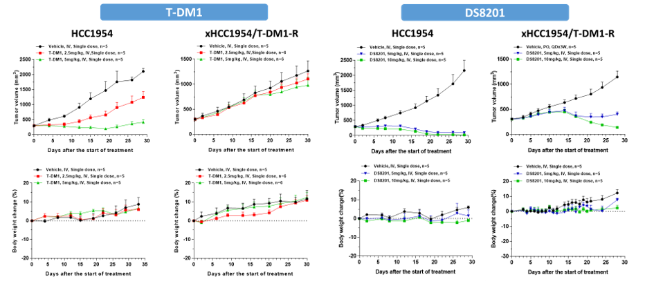 leveraging animal models to combat drug resistance in cancer therapy 8 Drug Resistant Animal Models