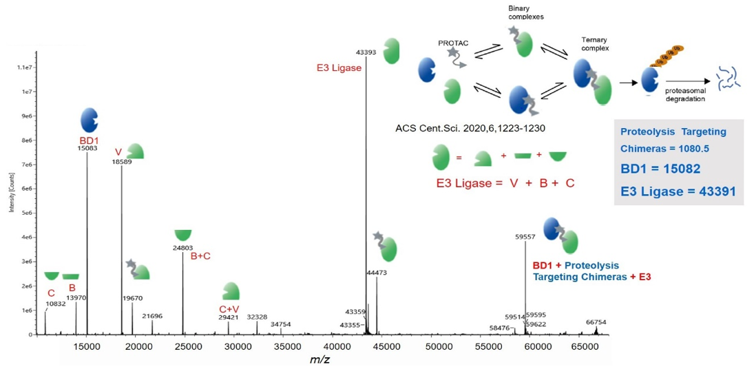 Protac Ternary Complex Detection By Native Mass Spectrometry