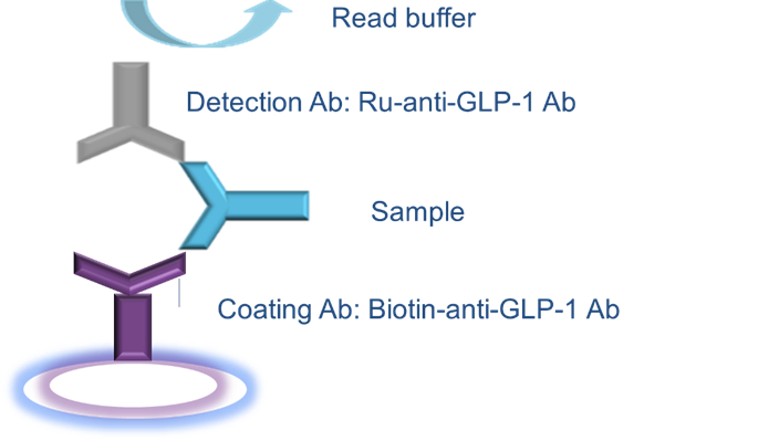 bioanalysis of glp-1 antagonist drugs by multiple analytical platforms 2 Diagram Of A Ligand-Binding Assay (Lba) For Glp-1 Bioanalysis Using The Msd Platform