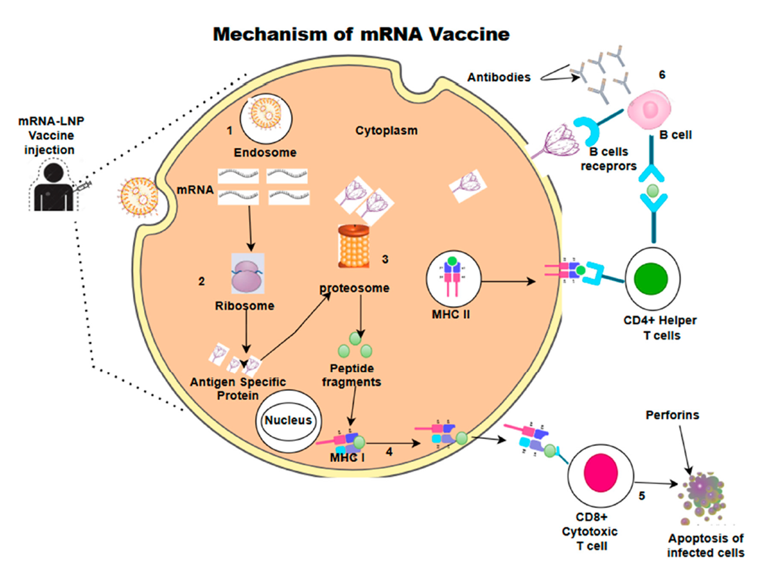 mrna drugs: progress, production, and prospects 2 Figure 1 Mrna Blog