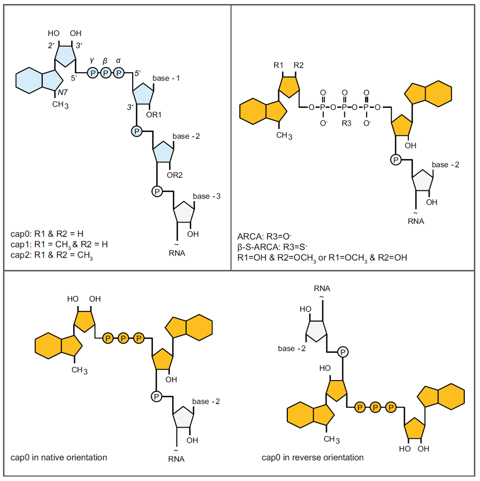 mrna drugs: progress, production, and prospects 4 Figure 2 Mrna Article