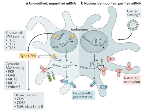 mrna drugs: progress, production, and prospects 5 Figure 3 Mrna Blog