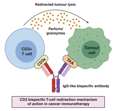 r&d strategies for t cell engager drugs 2 Figure-1_Blog_Tce-Drugs-And-Strategies
