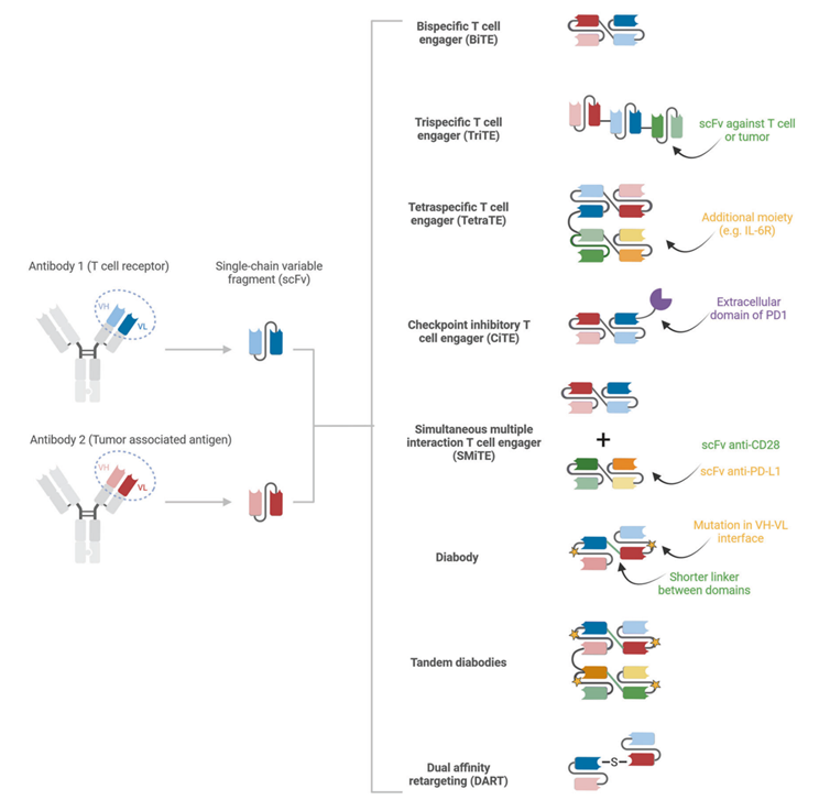 r&d strategies for t cell engager drugs 3 Blog_Tce-Drugs-And-Strategies