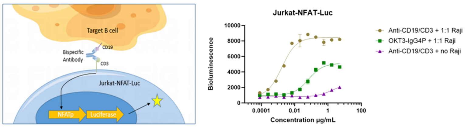 r&d strategies for t cell engager drugs 7 Figure-5_Blog_Tce-Drugs-And-Strategies