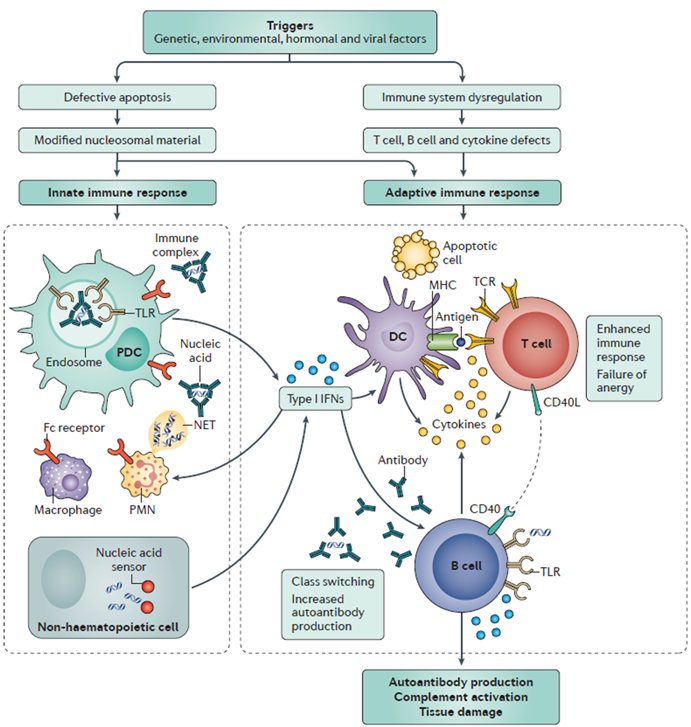 short-term mouse model to accelerate sle drug discovery 2 Diagram
