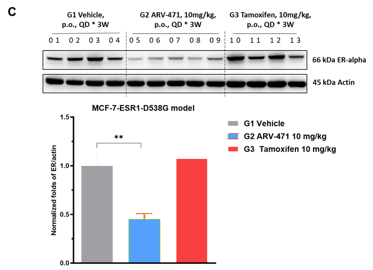 targeting er mutations and drug resistance 6 Figure 3C Er Blog