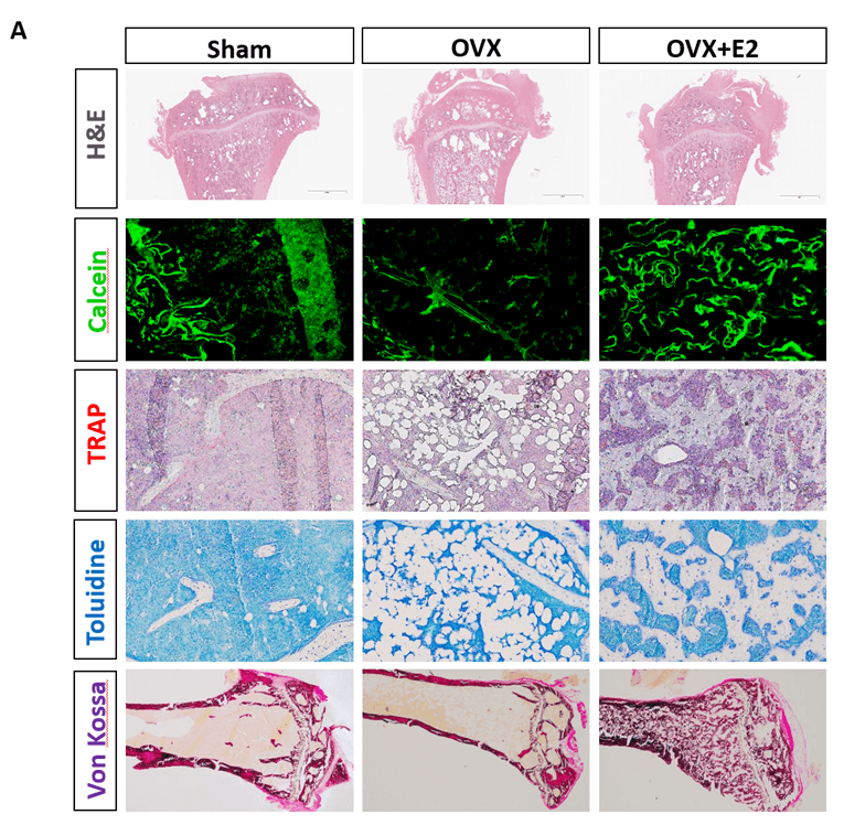 Fig 4A