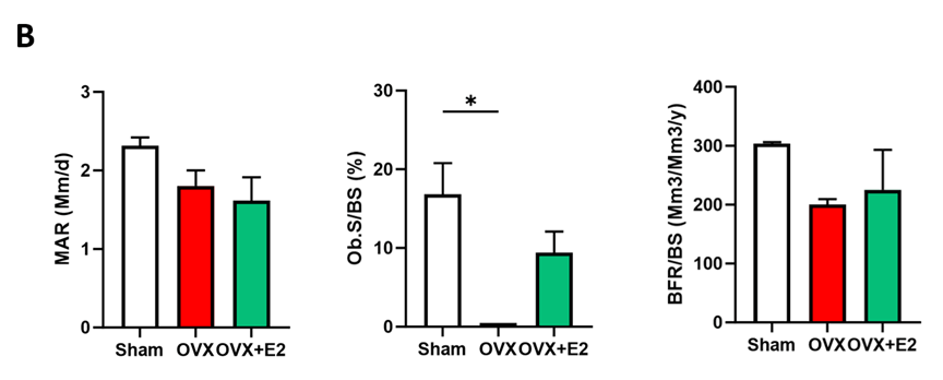 Fig 4B, V3 Ovx Blog