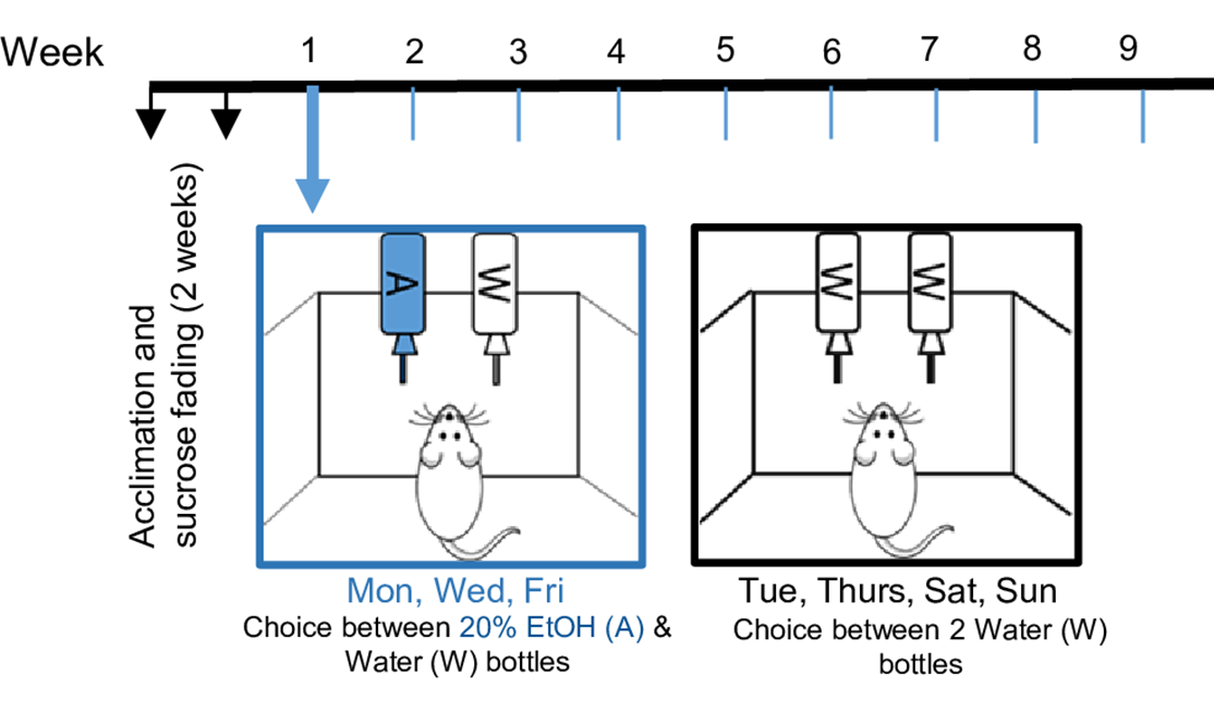 semaglutide in substance use disorders: addiction models 3 Figure 1 Addiction Blog