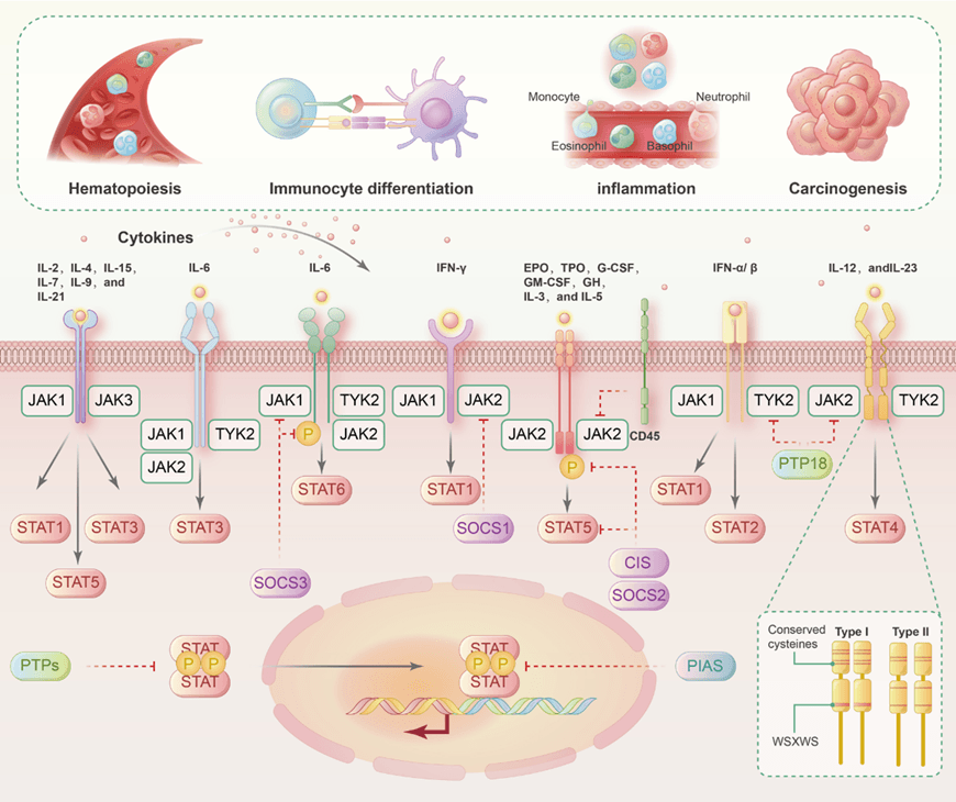 strategies and case studies of jak-stat targeted therapies 2 Fig 1 Jak-Stat