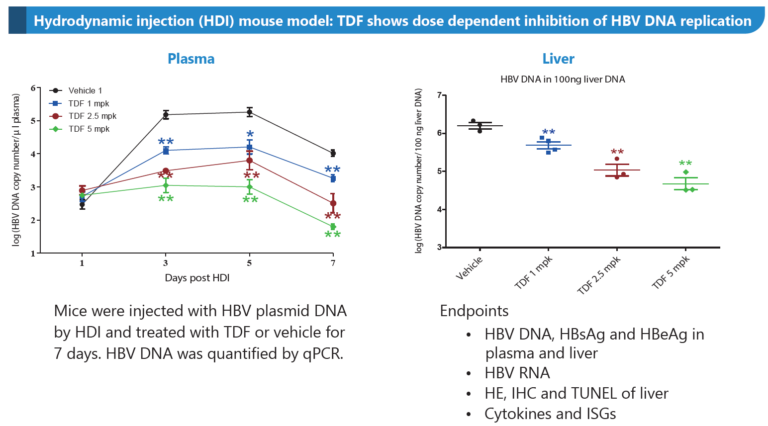Hdi-Mouse-Model-For-Hbv-768X426-1