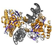 Immune Therapy And Rare Diseases 1