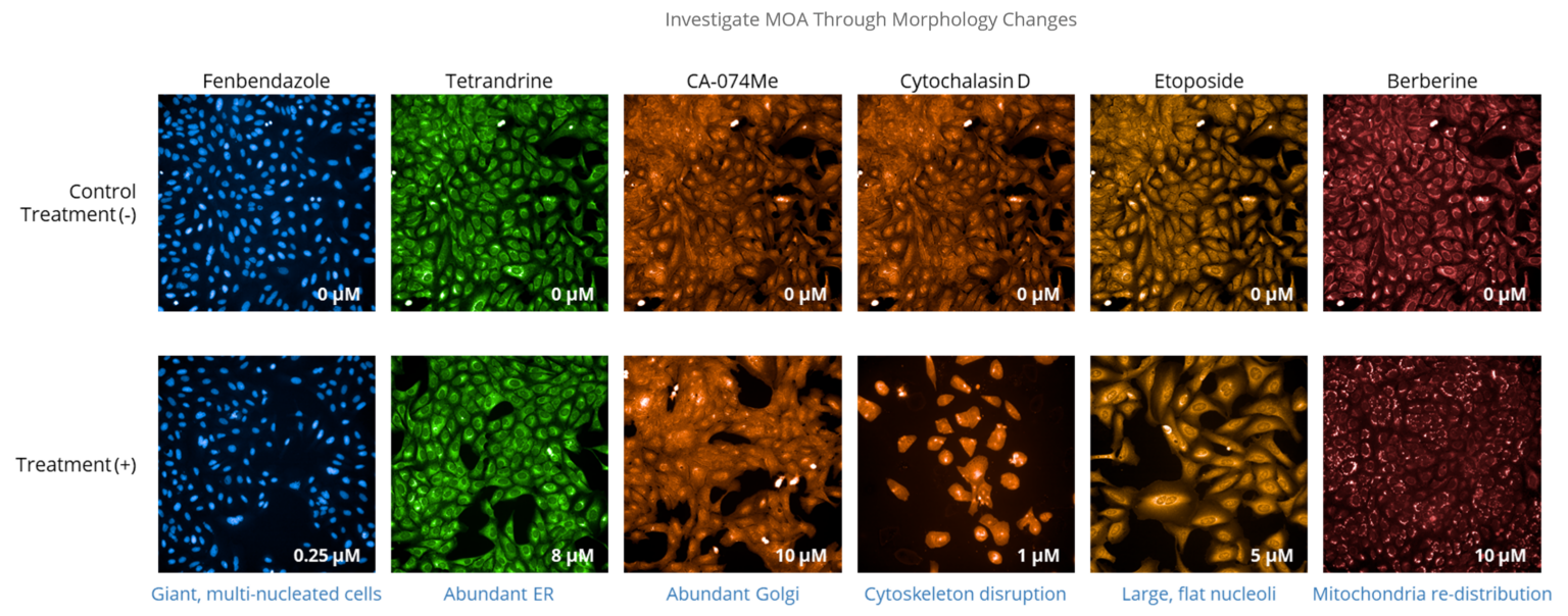 Investigate-Moa-Through-Morphology-Changes-1536X604-1