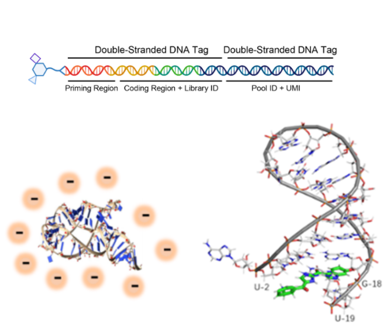 Rna-Target_All-3-Images-Combined-For-Right-Column-White-Top-Margin-768X654-1