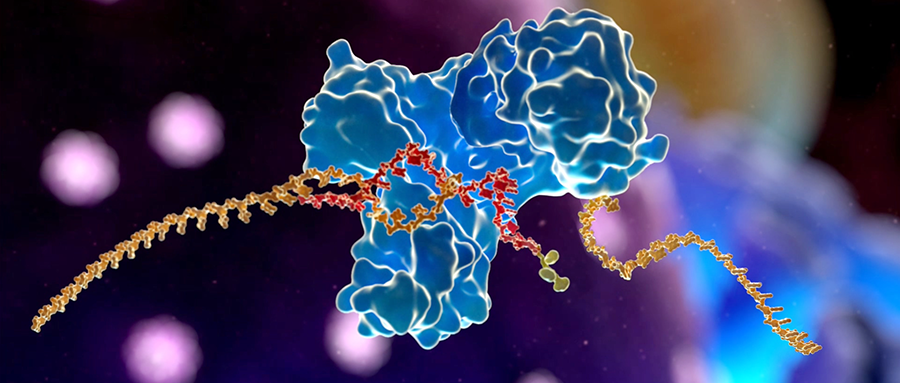 Rnai2-New