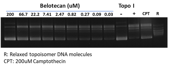 Image-6