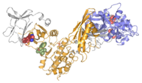Protein Complexes 1
